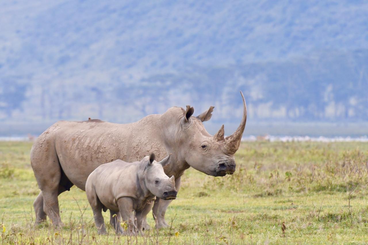 Mbweha Camp Lake Nakuru Elmenteita Buitenkant foto