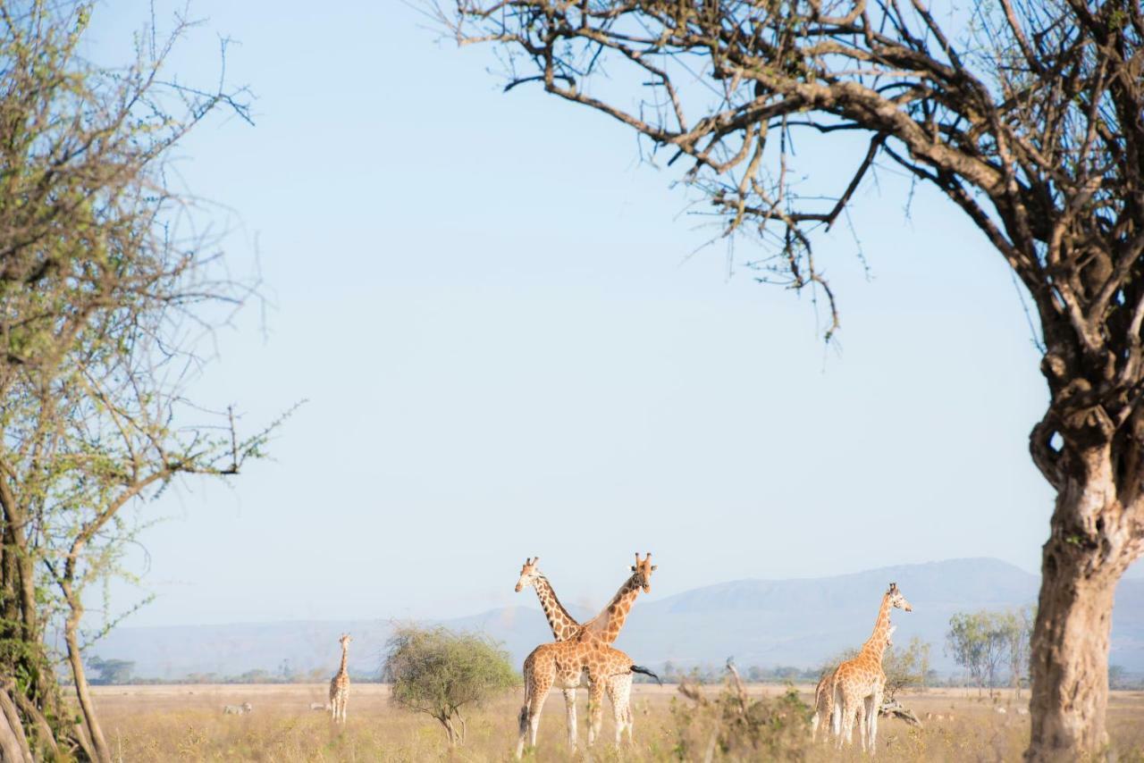 Mbweha Camp Lake Nakuru Elmenteita Buitenkant foto