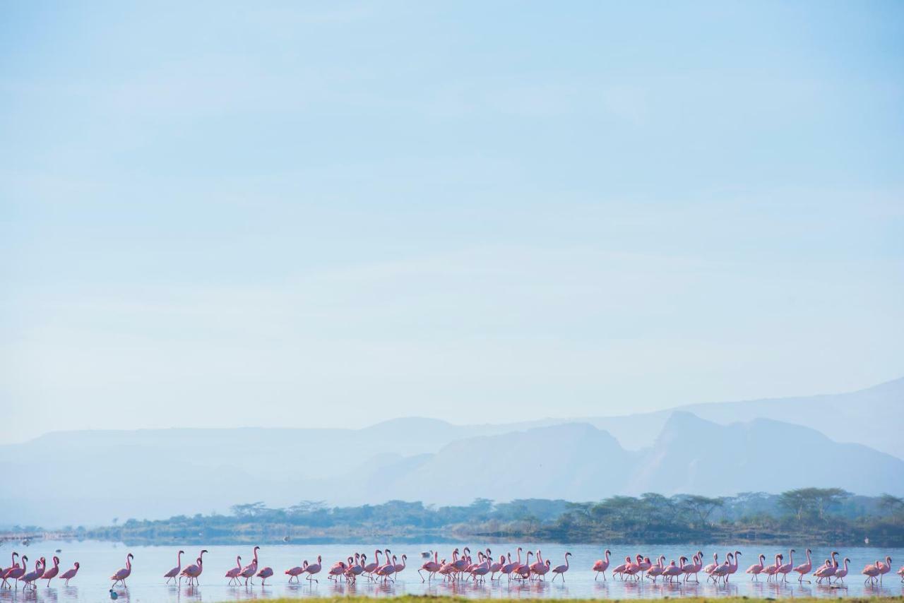 Mbweha Camp Lake Nakuru Elmenteita Buitenkant foto
